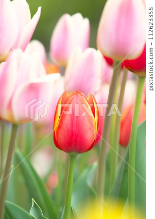 beautiful pink tulips beautiful pink tulips 112623358