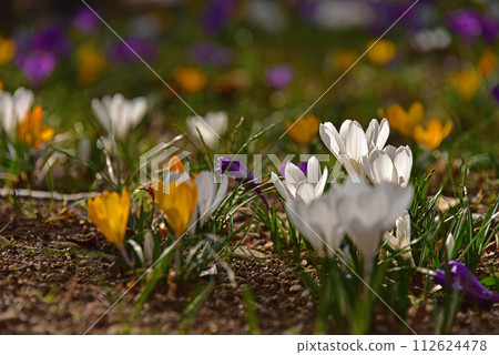 Spring flowers Crocus 112624478