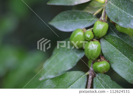 acerola blue fruit acerola blue fruit 112624531