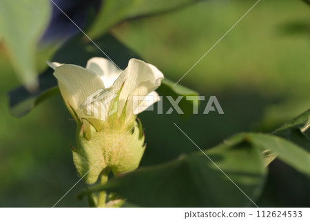 棉花 棉花 112624533