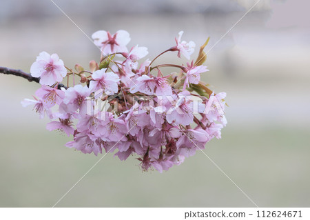 Kawazu cherry blossoms sparkle pink in the early spring sunlight Kawazu cherry blossoms sparkle pink in the early spring sunlight 112624671
