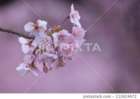 Kawazu cherry blossoms sparkle pink in the early spring sunlight Kawazu cherry blossoms sparkle pink in the early spring sunlight 112624672