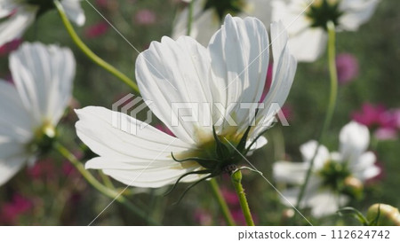 White cosmos flowers blown by the wind from the background 112624742