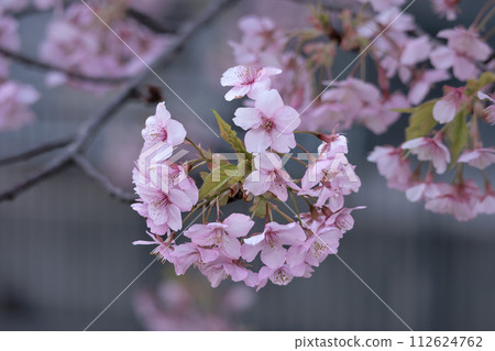 Kawazu cherry blossoms sparkle pink in the early spring sunlight Kawazu cherry blossoms sparkle pink in the early spring sunlight 112624762