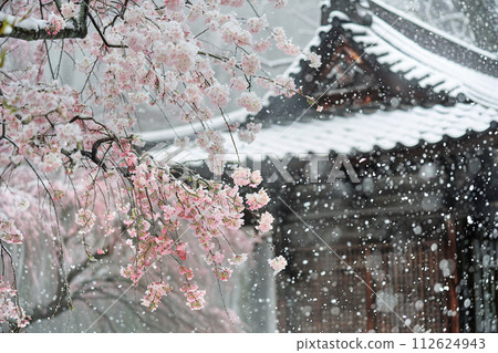 櫻花和雪 112624943