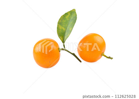 kumquat orange that placed on white background kumquat orange that placed on white background 112625028