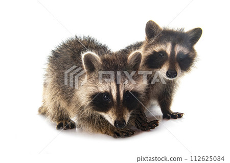 young raccoons in studio young raccoons in studio 112625084