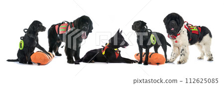 rescue dogs in studio rescue dogs in studio 112625085