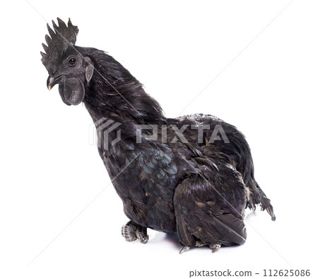 rooster ayam cemani rooster ayam cemani 112625086