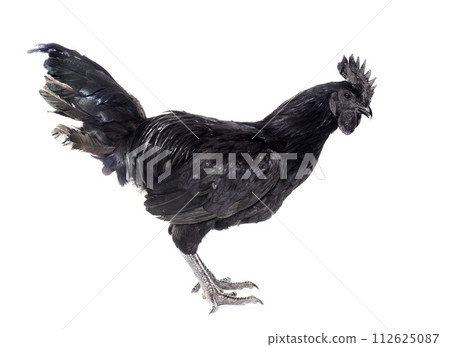 rooster ayam cemani rooster ayam cemani 112625087