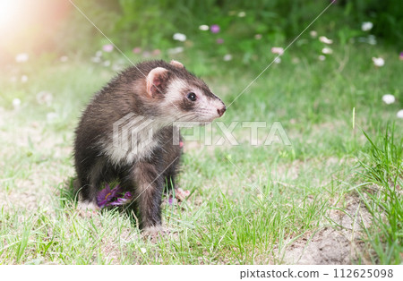 ferret in nature ferret in nature 112625098