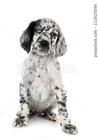 puppy english setter puppy english setter 112625099