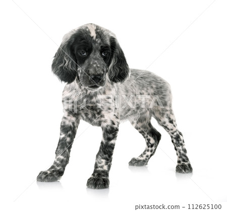 puppy english setter puppy english setter 112625100
