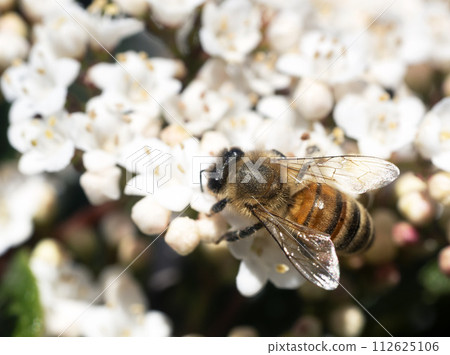 bee on flower of Viburnum tinus bee on flower of Viburnum tinus 112625106