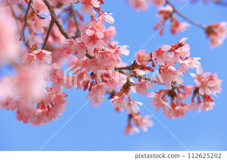 dark pink okamezakura 112625202