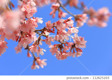 dark pink okamezakura 112625203