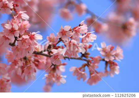 深粉紅色岡櫻 112625206