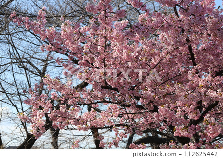 Bright pink flowers of Kawazuzakura blooming in the park in early spring 112625442