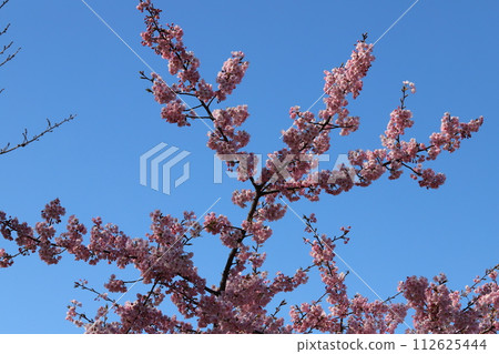 Bright pink flowers of Kawazuzakura blooming in the park in early spring 112625444