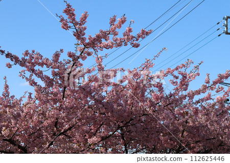 早春河津櫻在公園裡綻放明亮的粉紅色花朵 112625446