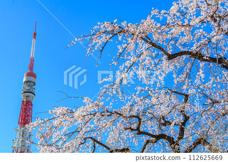 [東京街景]增上寺櫻花與東京鐵塔 的標籤 112625669