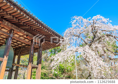 [東京街景]增上寺的櫻花 112625688