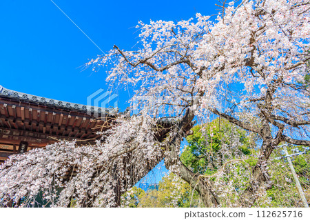 [Tokyo cityscape] Cherry blossoms at Zojoji Temple 112625716