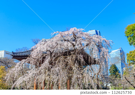 [東京街景]增上寺的櫻花 112625730