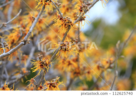 盛開或萬作（金縷梅） 112625740