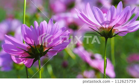 Pink cosmos flowers photographed against sunlight Pink cosmos flowers photographed against sunlight 112625759