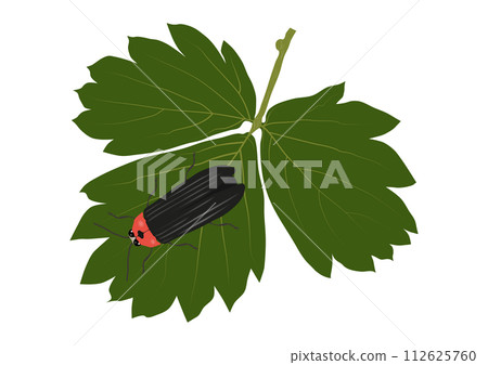 “源氏螢火蟲將翅膀停在野草莓葉上” 112625760