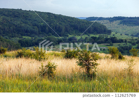 wild late summer field with tall dry grass and small trees with forest hills in the background 112625769