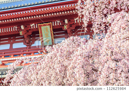 [Tokyo cityscape] Cherry blossoms at Sensoji Temple 112625984