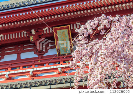 [Tokyo cityscape] Cherry blossoms at Sensoji Temple 112626005