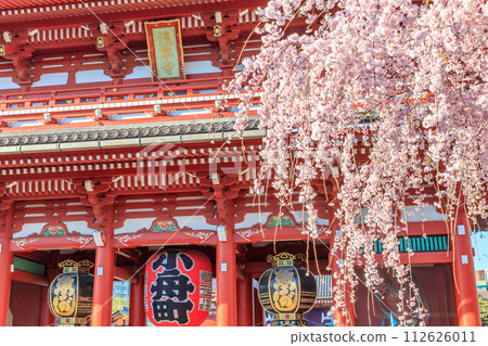 [Tokyo cityscape] Cherry blossoms at Sensoji Temple 112626011