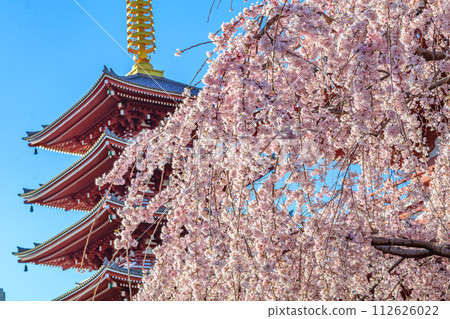[Tokyo cityscape] Cherry blossoms at Sensoji Temple 112626022