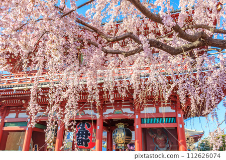 [Tokyo cityscape] Cherry blossoms at Sensoji Temple 112626074