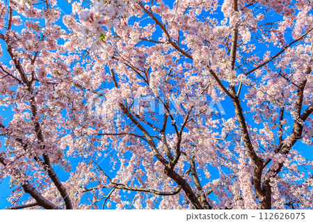 [Tokyo cityscape] Cherry blossoms at Sensoji Temple 112626075