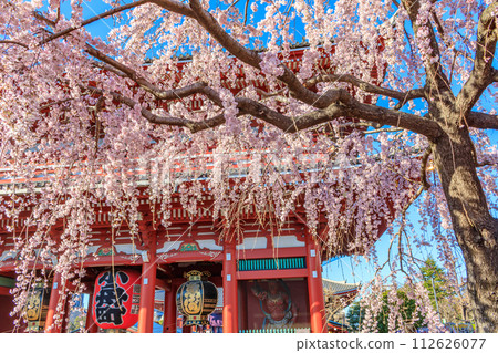 [Tokyo cityscape] Cherry blossoms at Sensoji Temple 112626077