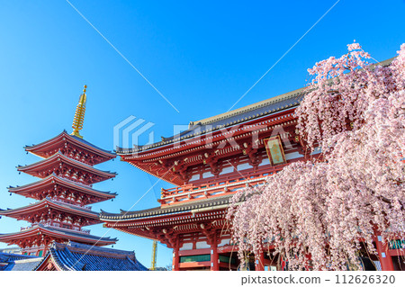 [Tokyo cityscape] Cherry blossoms at Sensoji Temple 112626320