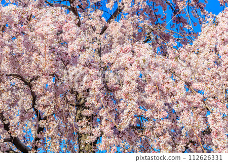 [Tokyo cityscape] Cherry blossoms at Sensoji Temple 112626331