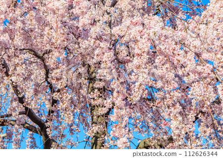 [Tokyo cityscape] Cherry blossoms at Sensoji Temple 112626344