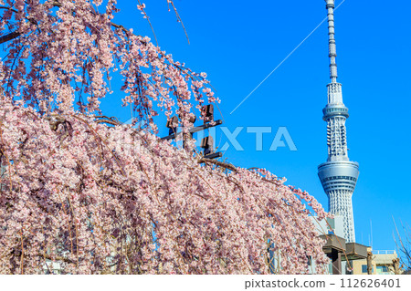 【東京街景】淺草寺和東京晴空塔的櫻花 112626401