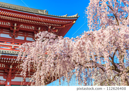 [Tokyo cityscape] Cherry blossoms at Sensoji Temple 112626408