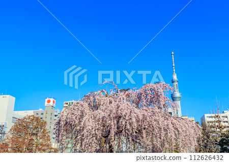 [Tokyo cityscape] Sensoji temple cherry blossoms and Tokyo Skytree 112626432