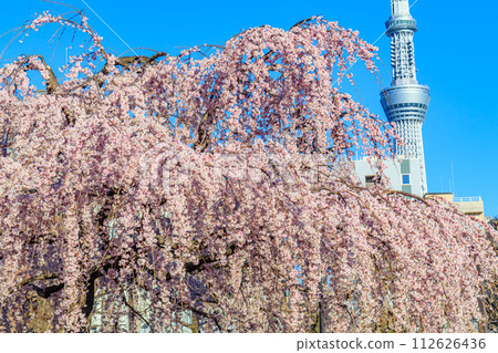 [Tokyo cityscape] Sensoji temple cherry blossoms and Tokyo Skytree 112626436