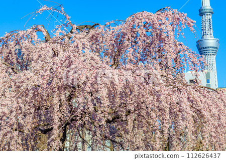 【東京街景】淺草寺和東京晴空塔的櫻花 112626437