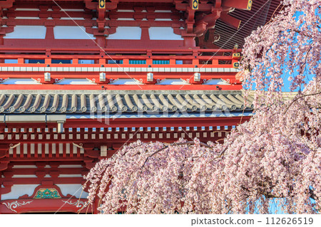 [Tokyo cityscape] Cherry blossoms at Sensoji Temple 112626519