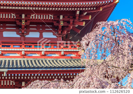 [Tokyo cityscape] Cherry blossoms at Sensoji Temple 112626520