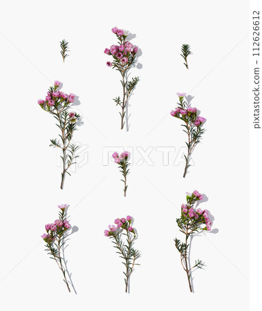 Flat composition with waxflowers on white backdrop. Floral background. 112626612